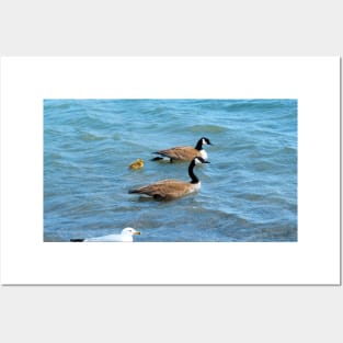 Two Canada Geese Parents Swimming With Their Gosling Posters and Art